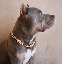 Bullies and Co. - Gold Miami Cuban Clasp Dog Pet Collar - Bullies & Co.
