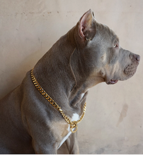 Gold Cuban Choke Chain - Bullies & Co.