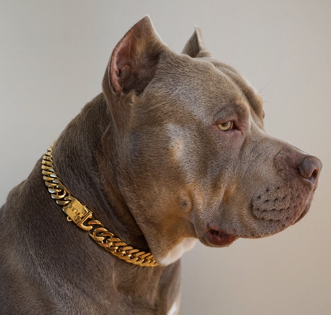 Premium Photo  American bully dog with gold chain on black background  generative aixa