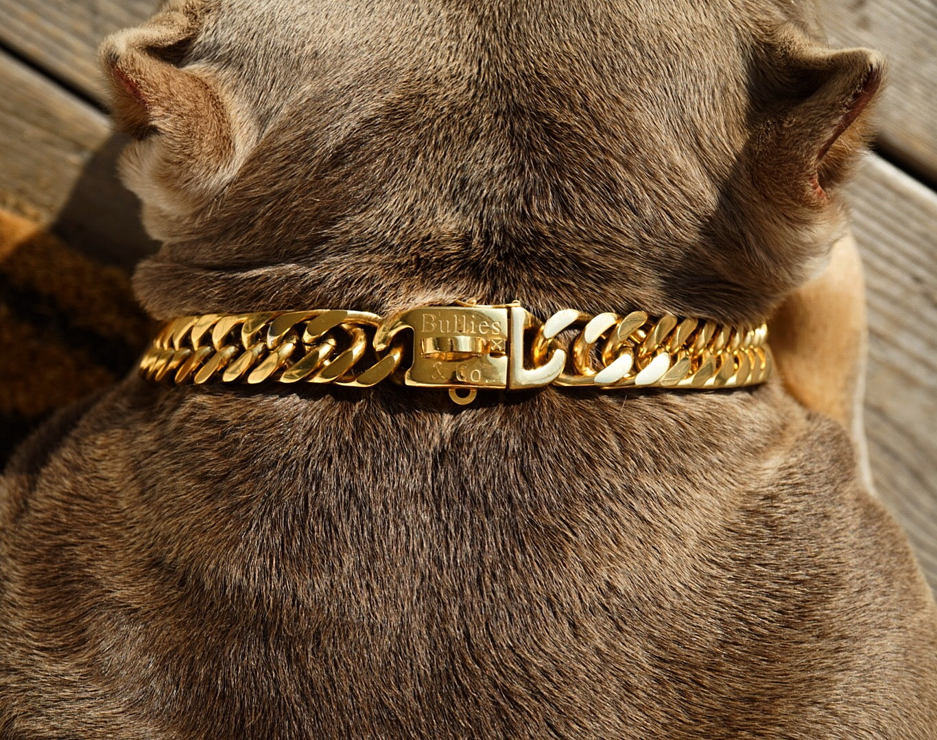 Luxury Dog Collars: Gold Cuban Link Clasp (LIMITED EDITION*)