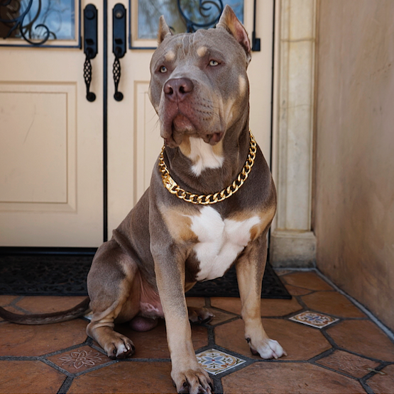 American bully 2025 gold chain