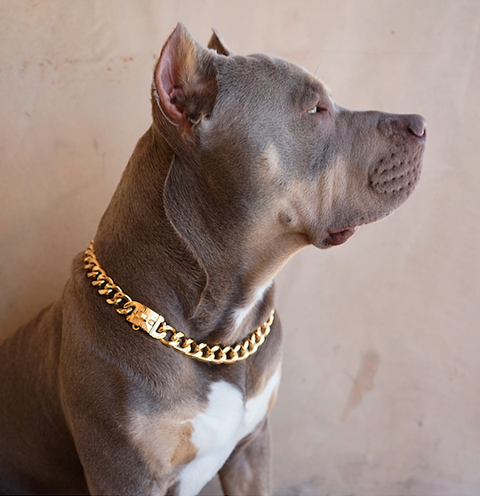 Chain hot sale for pitbull
