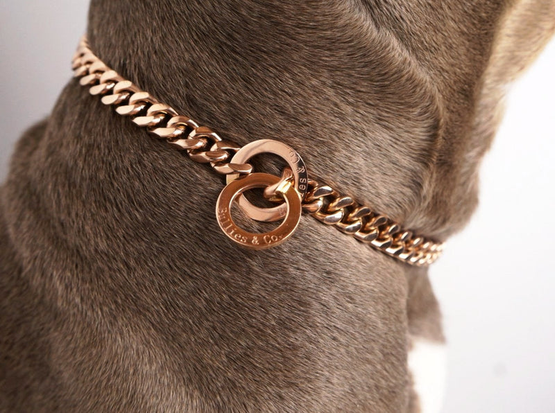 Gold choke collars for dogs clearance
