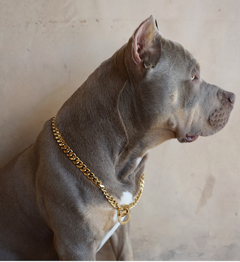 Dog top neck chain