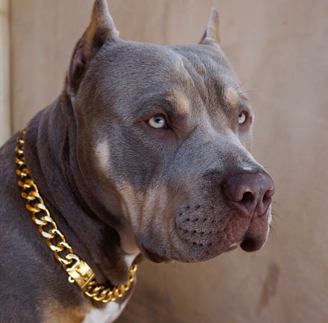 Pitbull Miami Cuban Chain Dog Collar With Clasp Gold Miami Cuban Clasp